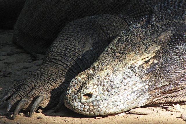 Voyage Volcans, dragons et petites îles de la Sonde