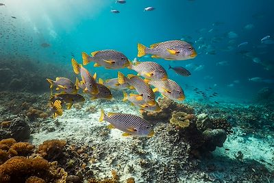 Poissons - Raja Ampat - Indonésie 