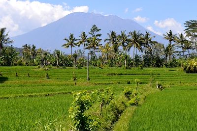 Rizières de Sidemen - Bali - Indonésie