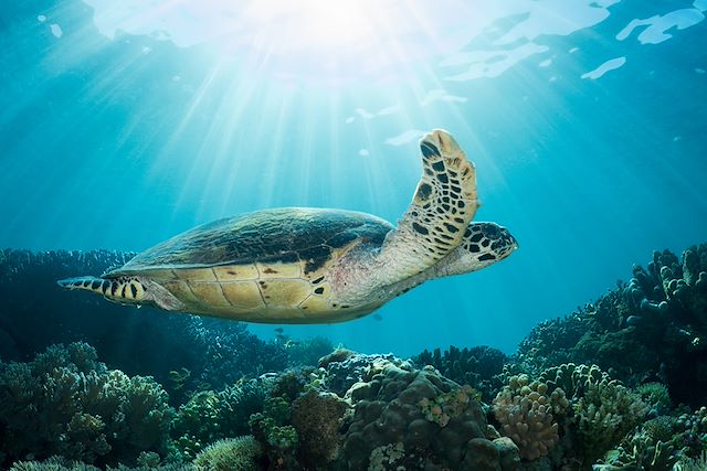 Voyage Volcans, rizières et raies mantas