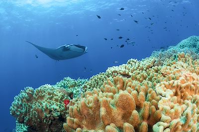 Raie manta - Raja Ampat - Indonésie