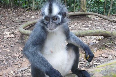 Jungle trek - Bukit Lawang - Sumatra - Grandes îles de la Sonde - Indonésie