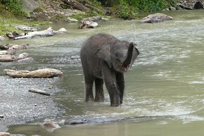 Elephant camp - Tangkahan - Sumatra - Grandes îles de la Sonde - Indonésie