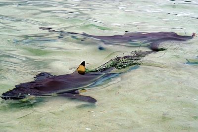 Îles Raja Ampat - Indonésie