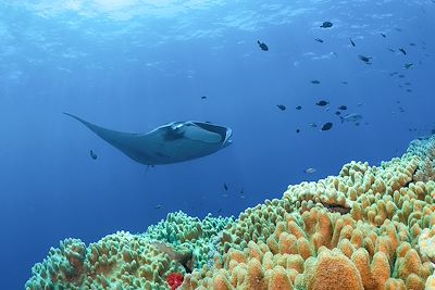 Raie manta - Raja Ampat - Indonésie