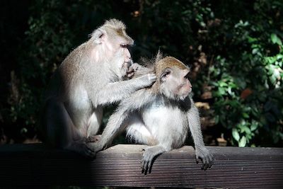 Forêt des singes - Ubud - Indonésie