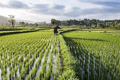 Rizières - Bali - Indonésie