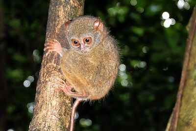 Tankoko - Sulawesi Nord - Indonésie