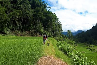 Randonnée dans le pays toraja - Sulawesi - Indonésie 