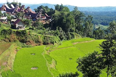 Village et rizières du pays toraja - Indonésie 