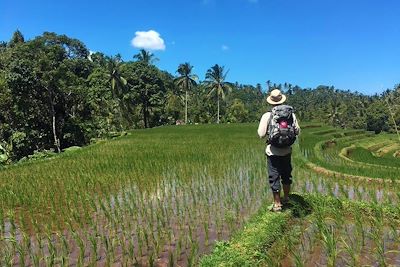 Rizières - Bali - Indonésie