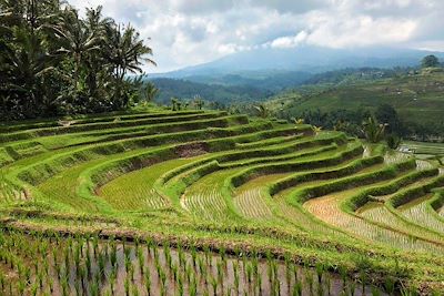 Rizières - Bali - Indonésie