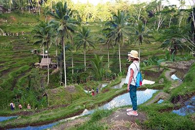 Rizières près d'Ubud - Bali - Indonésie