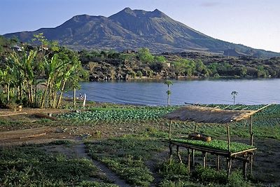 Cultures maraichères sur berges du lac Batur, Bali, Indonésie