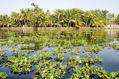 Alleppey - Inde