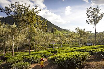 plantation de thé au Kerala