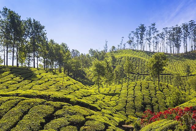 Voyage Kerala : rando, épices et plantations de thé