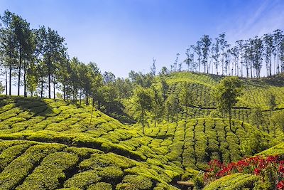 Plantation de the au Kerala