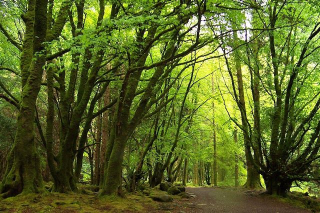 Voyage Kerry : le royaume irlandais