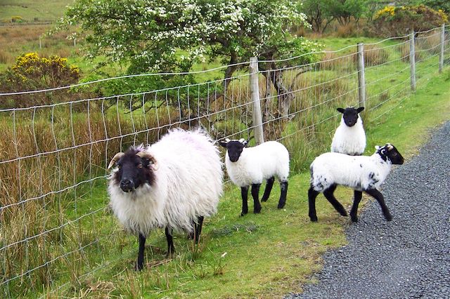 Voyage Balades et légendes irlandaises