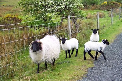 Moutons - Connemara - Irlande