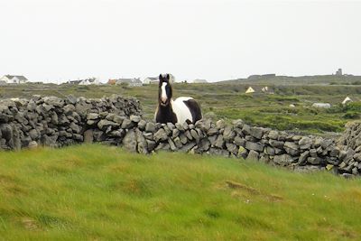 Inishmore - Le Connemara - Comté de Galway - Irlande