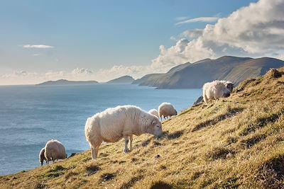 Moutons dans un champs - Irlande