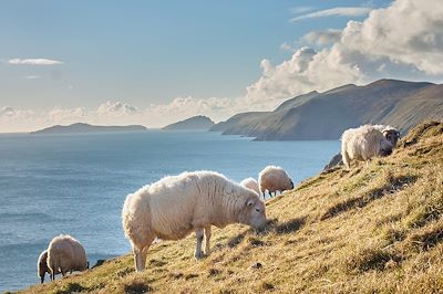 Moutons dans un champs - Irlande