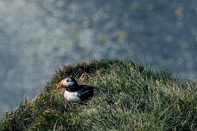 Macareux - Islande