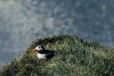 Macareux - Islande