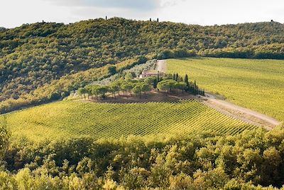 Vignobles - Toscane - Italie