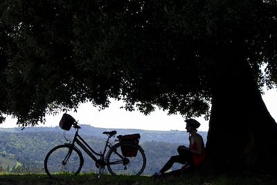 Un chêne vert séculaire vers le village de Lucignano - Toscane - Italie