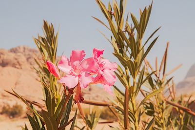 Laurier rose - Wadi Sabrah 