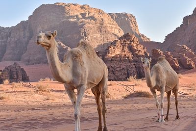 Wadi Rum - Jordanie 