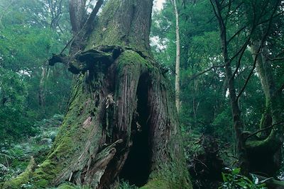 Nachi Katsuura - Wakayama - Japon