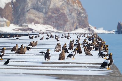 Aigles de mer de Steller - Hokkaido - Japon