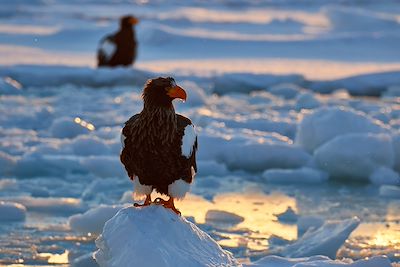 Aigles de Steller - Hokkaido - Japon