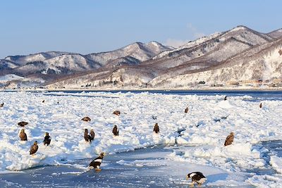 Aigles de Steller - Japon