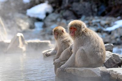 Singes - Sources chaudes au Japon