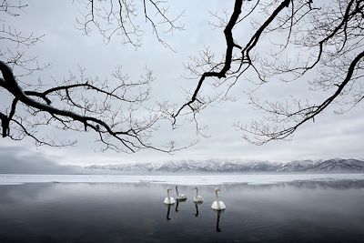 Cygnes sur un lac - Japon