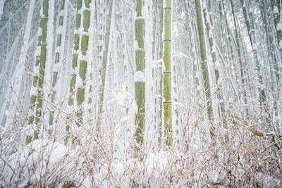 Forêt de bambous sous la neige - Japon 