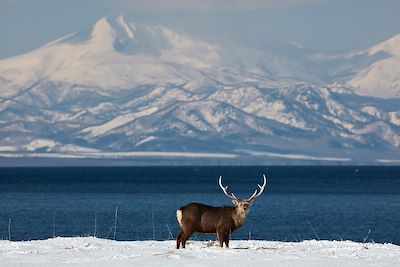 Cerf - Japon