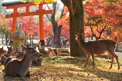 Parc de Nara - Japon