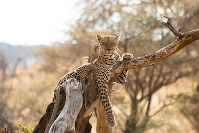 Léopard - Kenya