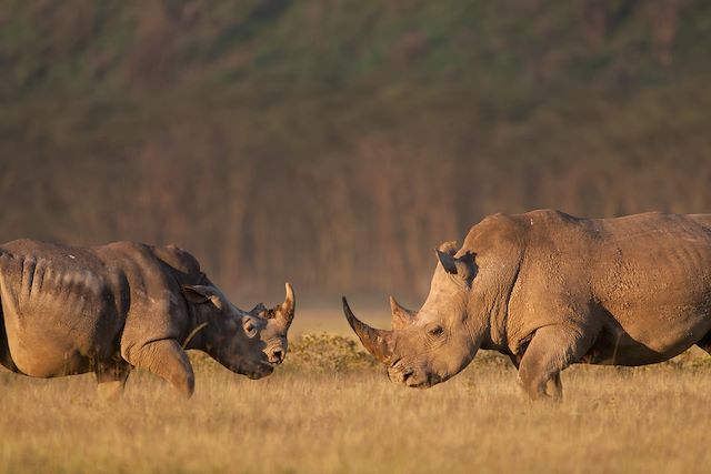 Voyage Escapade de charme au Kenya