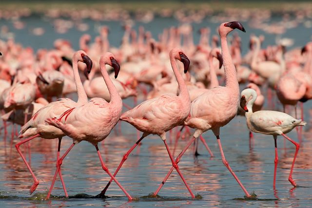 Voyage Escapade de charme au Kenya