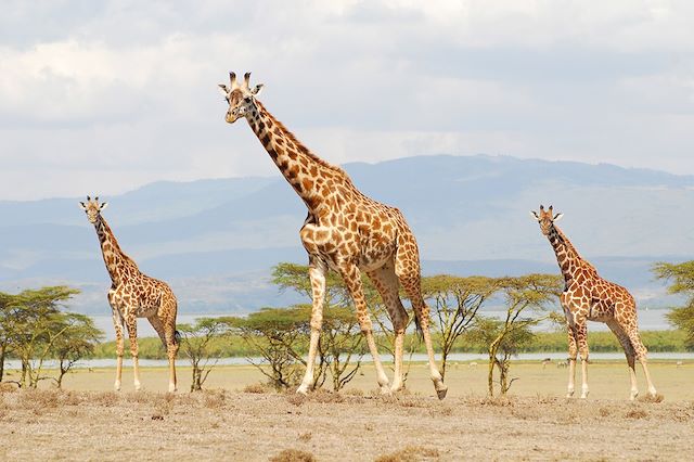 Voyage Safaris & détente au Kenya 