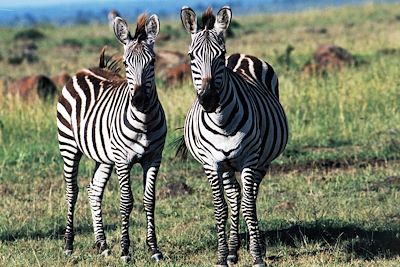 Parc d'Amboseli - Kenya