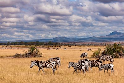 Zèbres dans la savane - Kenya