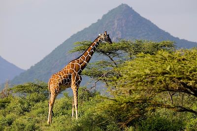 Parc national de Samburu - Kenya